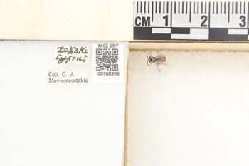 Media type: image;   Entomology 768396 Aspect: Labels